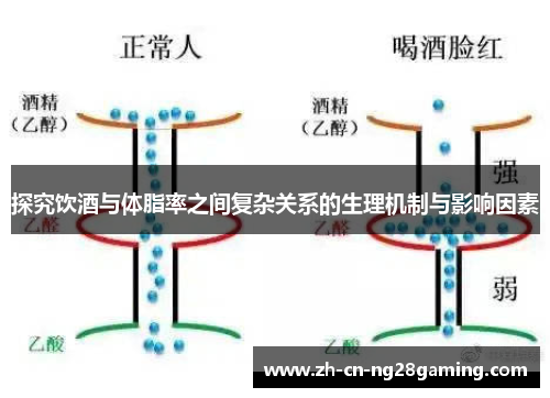 探究饮酒与体脂率之间复杂关系的生理机制与影响因素